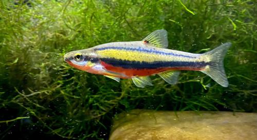 Southern Redbelly Dace