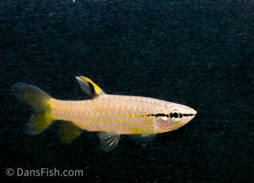Splash Tetra