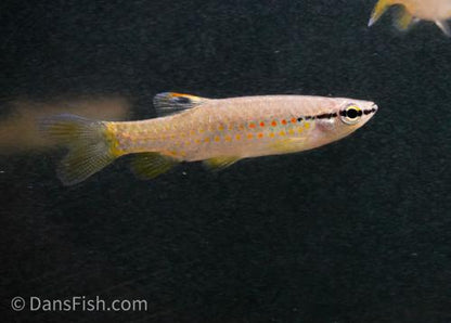 Splash Tetra