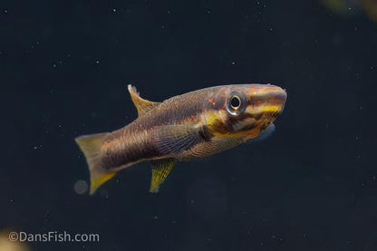 Splendid Lyretail Killifish, Pair (1M1F)