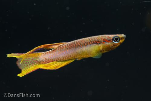 Splendid Lyretail Killifish, Pair (1M1F)