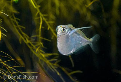 Spotfin Hatchet Fish
