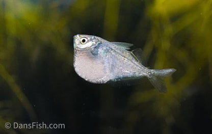 Spotfin Hatchet Fish