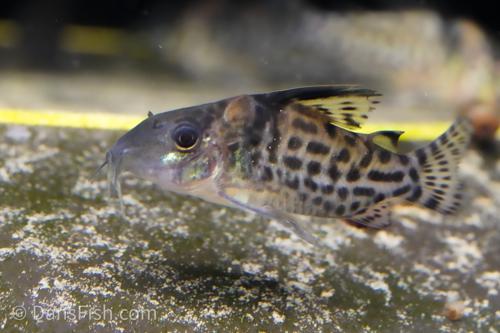 Spotted Cory 'Rio Nanay'