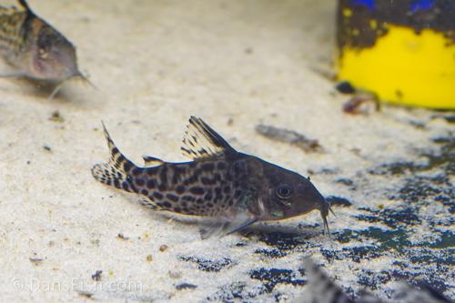 Spotted Cory 'Rio Nanay'