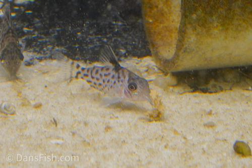 Spotted Cory