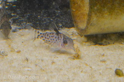 Spotted Cory