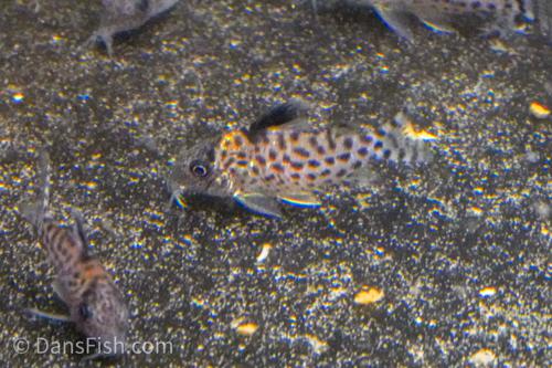 Spotted Cory