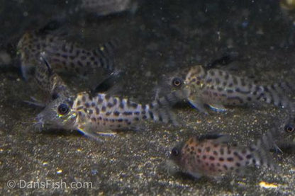 Spotted Cory