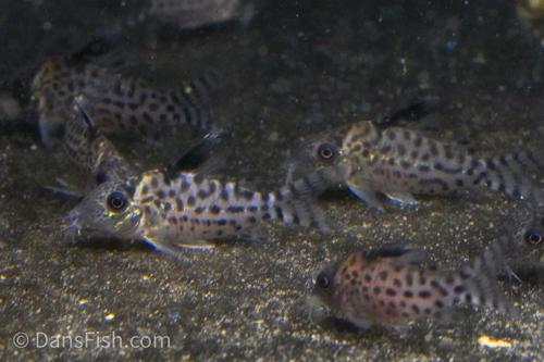 Spotted Cory
