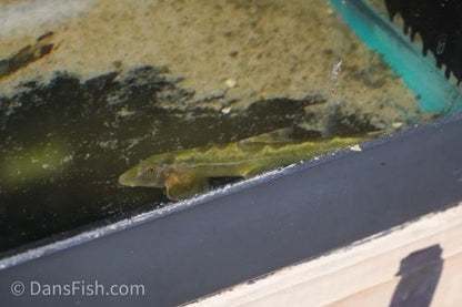 Spotted Lizard Hillstream Loach