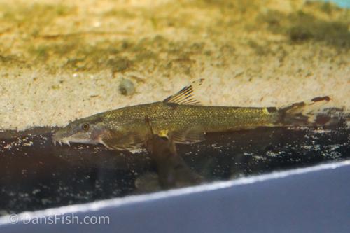 Spotted Lizard Hillstream Loach