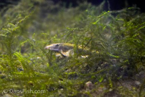 Spotted Lizard Hillstream Loach