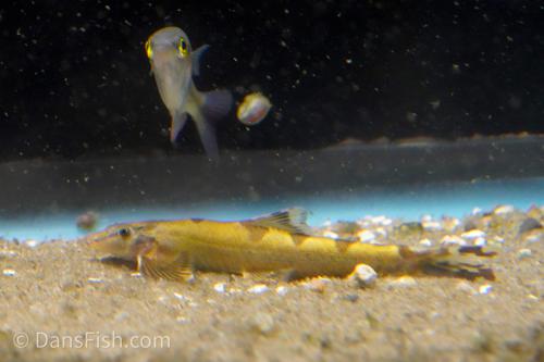 Spotted Lizard Hillstream Loach