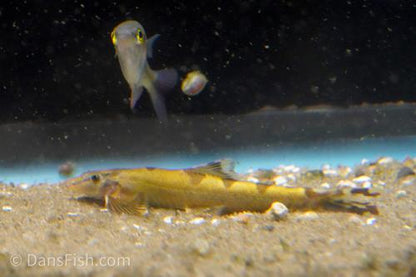 Spotted Lizard Hillstream Loach