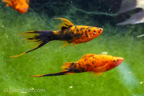 Spotted Red Swordtail, Female