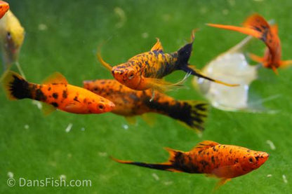 Spotted Red Swordtail, Female