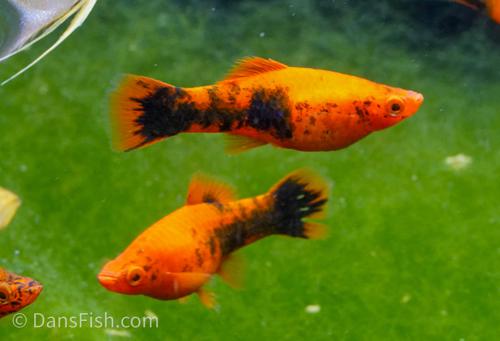 Spotted Red Swordtail, Female