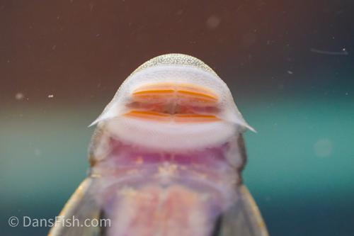 Spotted Rubbernose