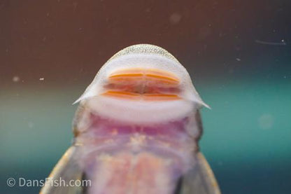 Spotted Rubbernose