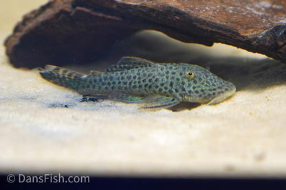 Spotted Rubbernose