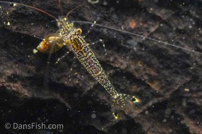 Starry Night Sulawesi Shrimp, (4 pack)