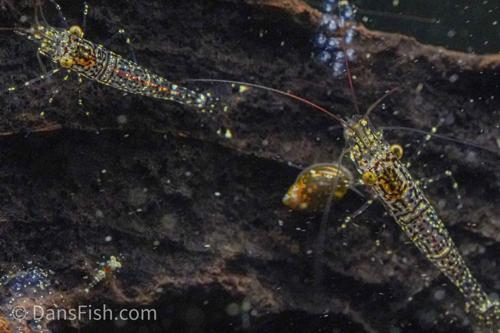 Starry Night Sulawesi Shrimp, (4 pack)