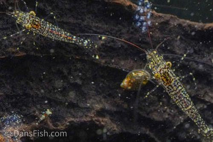 Starry Night Sulawesi Shrimp, (4 pack)