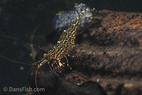 Starry Night Sulawesi Shrimp, (4 pack)