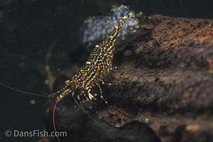 Starry Night Sulawesi Shrimp, (4 pack)