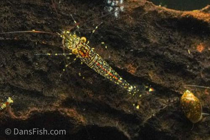 Starry Night Sulawesi Shrimp, (4 pack)