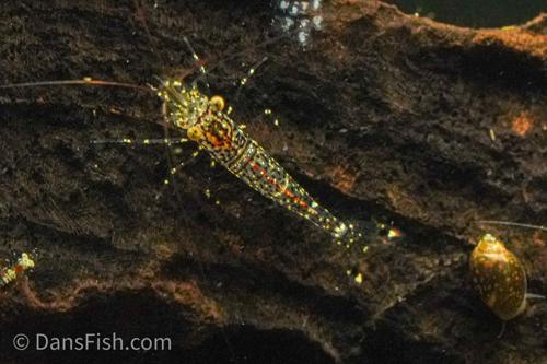 Starry Night Sulawesi Shrimp, (4 pack)