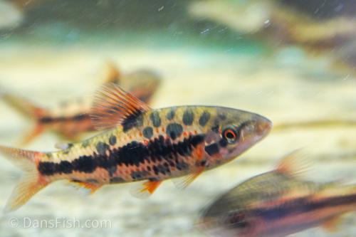Strawberry Leporinus
