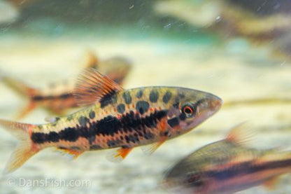 Strawberry Leporinus