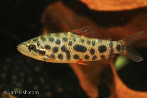 Strawberry Leporinus