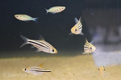 Striped Barb