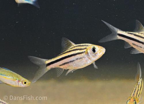Striped Barb