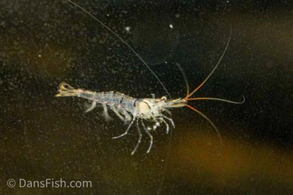 Sulawesi Red Line Snow Shrimp, (4 pack)