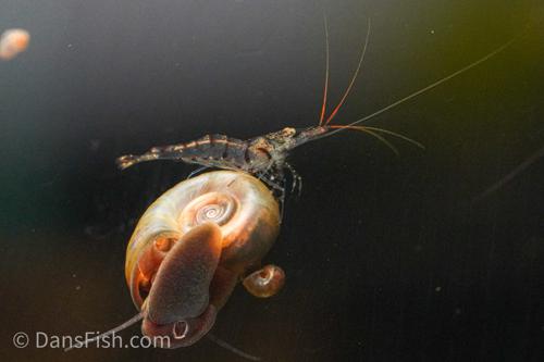 Sulawesi Red Line Snow Shrimp, (4 pack)