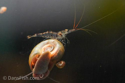 Sulawesi Red Line Snow Shrimp, (4 pack)
