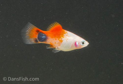 Sunburst Mickey Mouse Platy
