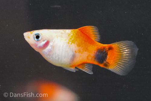 Sunburst Mickey Mouse Platy