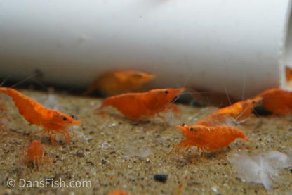 Orange Shrimp, (4 pack)