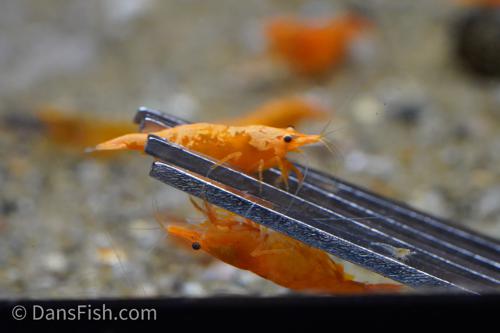 Orange Shrimp, (4 pack)