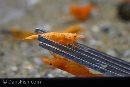 Orange Shrimp, (4 pack)