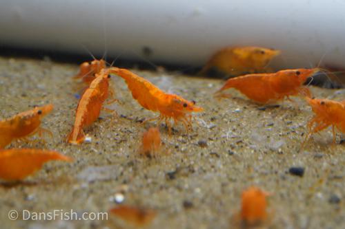 Orange Shrimp, (4 pack)