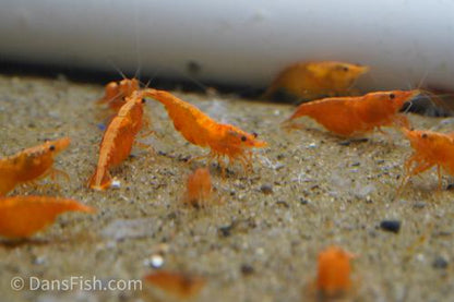 Orange Shrimp, (4 pack)