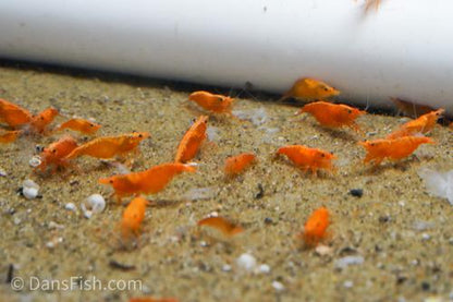 Orange Shrimp, (4 pack)