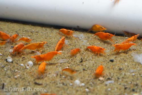 Orange Shrimp, (4 pack)