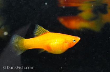 Fancy Sunrise High Fin Platy, Pair (1M1F)